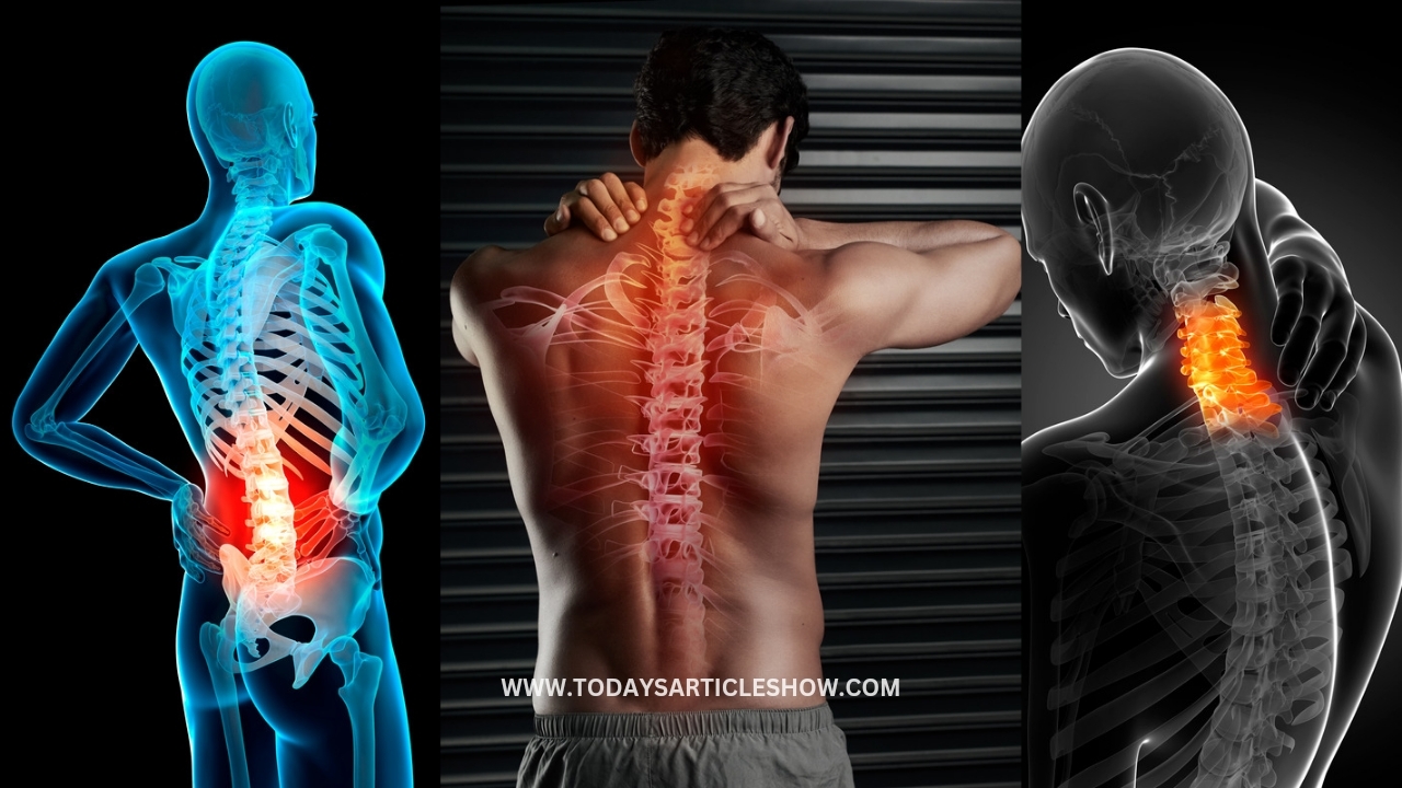 What is Spine? What is Spine function?