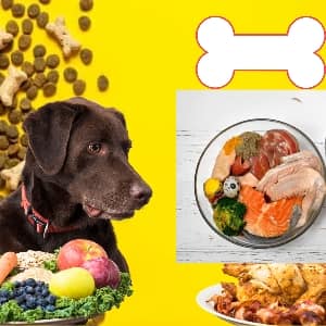 Bland Diet for Dogs